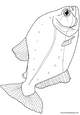 Lamina para colorear Dibujos de Pescados.